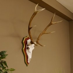 Red deer antlers 6-point stag Height 59 cm Deer antlers Carved trophy plaque 70.1031