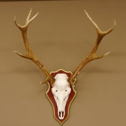 Red deer antlers 6-point stag Height 59 cm Deer antlers Carved trophy plaque 70.1031