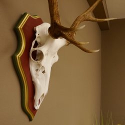 Red deer antlers 6-point stag Height 59 cm Deer antlers Carved trophy plaque 70.1031