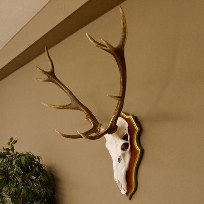 Roodhertengewei 6 eindhert hoogte 59 cm hertengewei gewei gesneden trofeeplaat 70.1031