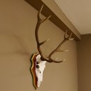 Roodhertengewei 6 eindhert hoogte 59 cm hertengewei gewei...