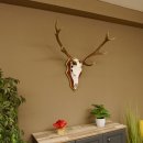 Roodhertengewei 6 eindhert hoogte 59 cm hertengewei gewei gesneden trofeeplaat 70.1031