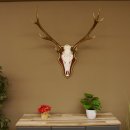 Roodhertengewei 6 eindhert hoogte 59 cm hertengewei gewei gesneden trofeeplaat 70.1031