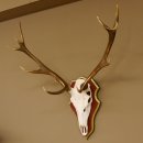 Roodhertengewei 6 eindhert hoogte 59 cm hertengewei gewei gesneden trofeeplaat 70.1031