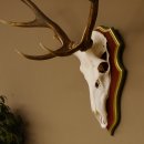 Roodhertengewei 6 eindhert hoogte 59 cm hertengewei gewei gesneden trofeeplaat 70.1031