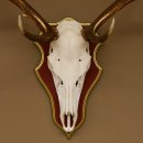 Roodhertengewei 6 eindhert hoogte 59 cm hertengewei gewei gesneden trofeeplaat 70.1031