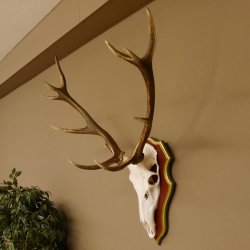 Roodhertengewei 6 eindhert hoogte 59 cm hertengewei gewei gesneden trofeeplaat 70.1031