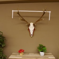 Roodhertengewei 6 eindhert hoogte 59 cm hertengewei gewei gesneden trofeeplaat 70.1031