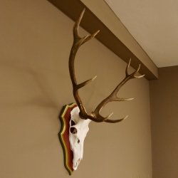 Roodhertengewei 6 eindhert hoogte 59 cm hertengewei gewei gesneden trofeeplaat 70.1031