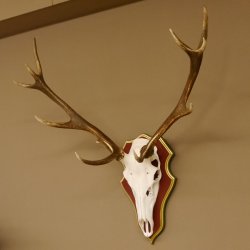 Roodhertengewei 6 eindhert hoogte 59 cm hertengewei gewei gesneden trofeeplaat 70.1031