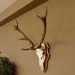 Roodhertengewei 6 eindhert hoogte 59 cm hertengewei gewei gesneden trofeeplaat 70.1031