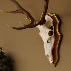 Roodhertengewei 6 eindhert hoogte 59 cm hertengewei gewei gesneden trofeeplaat 70.1031