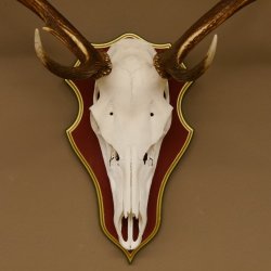 Roodhertengewei 6 eindhert hoogte 59 cm hertengewei gewei gesneden trofeeplaat 70.1031