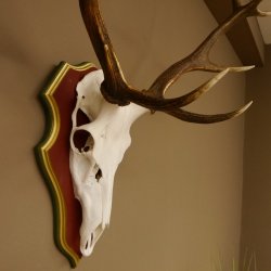 Roodhertengewei 6 eindhert hoogte 59 cm hertengewei gewei gesneden trofeeplaat 70.1031