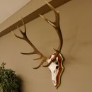 Roodhertengewei 6 eindhert hoogte 59 cm hertengewei gewei...