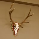 Bois de cerf rouge 6 cors Hauteur 59 cm Bois de cerf Plaque trophée sculptée 70.1031