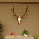 Bois de cerf rouge 6 cors Hauteur 59 cm Bois de cerf Plaque trophée sculptée 70.1031