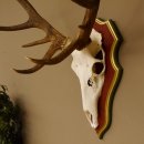 Bois de cerf rouge 6 cors Hauteur 59 cm Bois de cerf Plaque trophée sculptée 70.1031