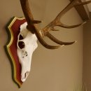 Bois de cerf rouge 6 cors Hauteur 59 cm Bois de cerf Plaque trophée sculptée 70.1031