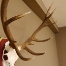 Bois de cerf rouge 6 cors Hauteur 59 cm Bois de cerf Plaque trophée sculptée 70.1031