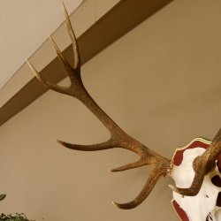 Bois de cerf rouge 6 cors Hauteur 59 cm Bois de cerf Plaque trophée sculptée 70.1031