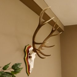 Bois de cerf rouge 6 cors Hauteur 59 cm Bois de cerf Plaque trophée sculptée 70.1031