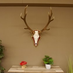 Bois de cerf rouge 6 cors Hauteur 59 cm Bois de cerf Plaque trophée sculptée 70.1031