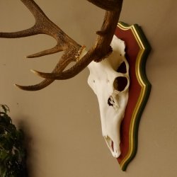 Bois de cerf rouge 6 cors Hauteur 59 cm Bois de cerf Plaque trophée sculptée 70.1031