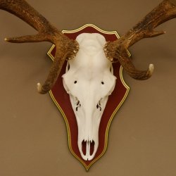 Bois de cerf rouge 6 cors Hauteur 59 cm Bois de cerf Plaque trophée sculptée 70.1031