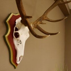 Bois de cerf rouge 6 cors Hauteur 59 cm Bois de cerf Plaque trophée sculptée 70.1031