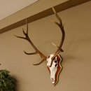 Roodhertengewei 6 eindhert hoogte 59 cm hertengewei gewei...