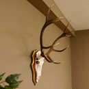 Roodhertengewei 6 eindhert hoogte 59 cm hertengewei gewei...