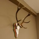 Roodhertengewei 6 eindhert hoogte 59 cm hertengewei gewei gesneden trofeeplaat 70.1031