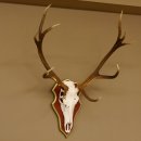 Roodhertengewei 6 eindhert hoogte 59 cm hertengewei gewei gesneden trofeeplaat 70.1031