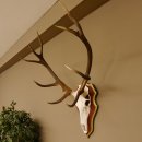 Roodhertengewei 6 eindhert hoogte 59 cm hertengewei gewei gesneden trofeeplaat 70.1031