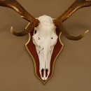 Roodhertengewei 6 eindhert hoogte 59 cm hertengewei gewei gesneden trofeeplaat 70.1031