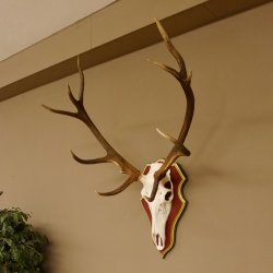 Roodhertengewei 6 eindhert hoogte 59 cm hertengewei gewei gesneden trofeeplaat 70.1031