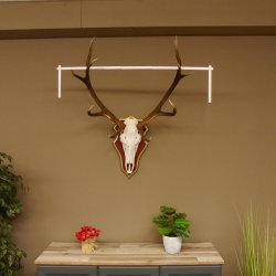 Roodhertengewei 6 eindhert hoogte 59 cm hertengewei gewei gesneden trofeeplaat 70.1031