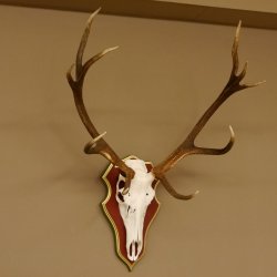 Roodhertengewei 6 eindhert hoogte 59 cm hertengewei gewei gesneden trofeeplaat 70.1031