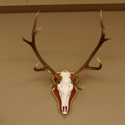 Roodhertengewei 6 eindhert hoogte 59 cm hertengewei gewei gesneden trofeeplaat 70.1031