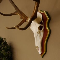 Roodhertengewei 6 eindhert hoogte 59 cm hertengewei gewei gesneden trofeeplaat 70.1031