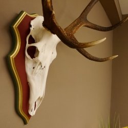 Roodhertengewei 6 eindhert hoogte 59 cm hertengewei gewei gesneden trofeeplaat 70.1031