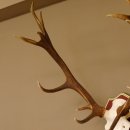 Bois de cerf rouge 6 cors Hauteur 59 cm Bois de cerf Plaque trophée sculptée 70.1031