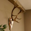 Bois de cerf rouge 6 cors Hauteur 59 cm Bois de cerf Plaque trophée sculptée 70.1031