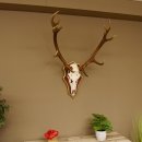 Bois de cerf rouge 6 cors Hauteur 59 cm Bois de cerf Plaque trophée sculptée 70.1031