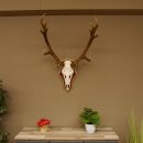 Bois de cerf rouge 6 cors Hauteur 59 cm Bois de cerf Plaque trophée sculptée 70.1031