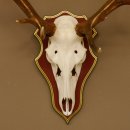 Bois de cerf rouge 6 cors Hauteur 59 cm Bois de cerf Plaque trophée sculptée 70.1031