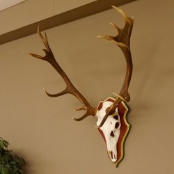 Bois de cerf rouge 6 cors Hauteur 59 cm Bois de cerf Plaque trophée sculptée 70.1031