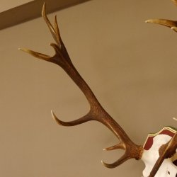 Bois de cerf rouge 6 cors Hauteur 59 cm Bois de cerf Plaque trophée sculptée 70.1031