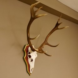 Bois de cerf rouge 6 cors Hauteur 59 cm Bois de cerf Plaque trophée sculptée 70.1031